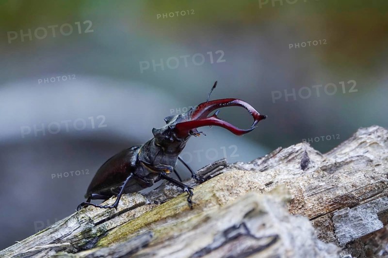 Fascinating stag beetle (Lucanus cervus), insect of the year 2012, June, Saxony, Germany, Europe