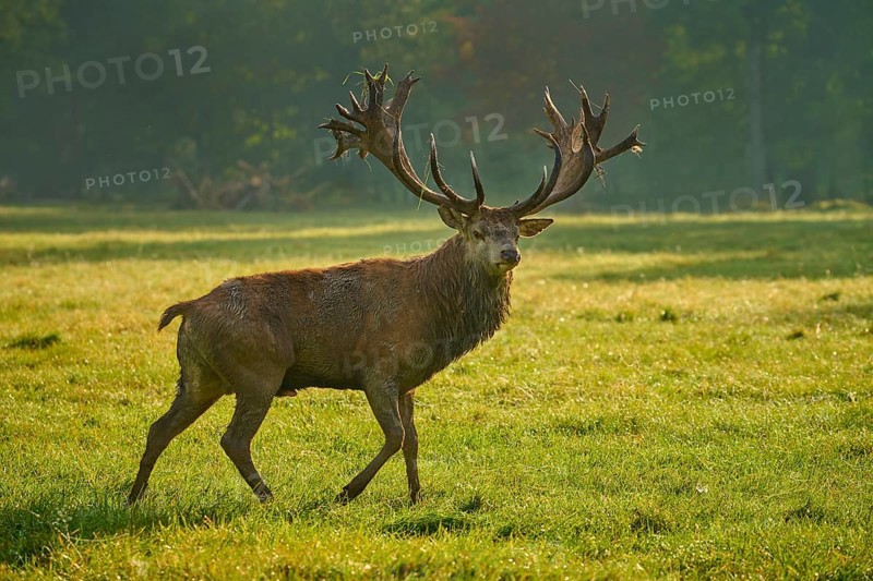 Red deer (Cervus elaphus), majestic stag with antlers roaming through the grass in soft morning light, Germany, Europe