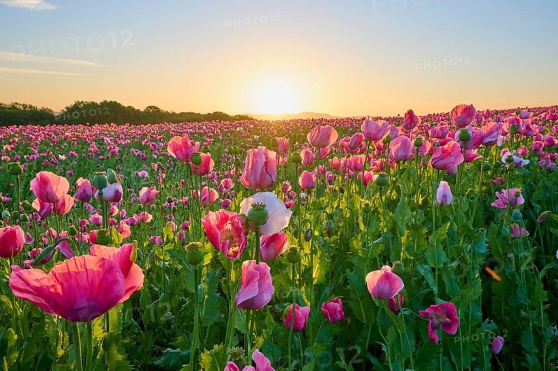 Opium poppy (Papaver somniferum), pink poppies in a soft sunrise and a peaceful natural atmosphere, summer, Germerode, Geo nature park Park Frau-Holle-Land, Hoher Meissner, Hesse, Germany, Europe