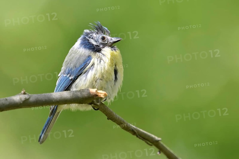 Feather loss on the head... Blue tit (Cyanistes caeruleus), probably sick bird, perhaps infested with bacteria or mites, North Rhine-Westphalia, Germany, Western Europe, Europe