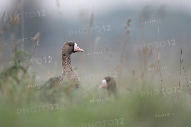 In the tall grass... White-fronted geese (Anser albifrons), wild geese on the meadows on the Lower Rhine, wild geese spend the winter in large numbers every year on the Lower Rhine, but also on the coasts of the North and Baltic Seas, Lower Rhine, North Rhine-Westphalia, Germany, Western Europe, Europe