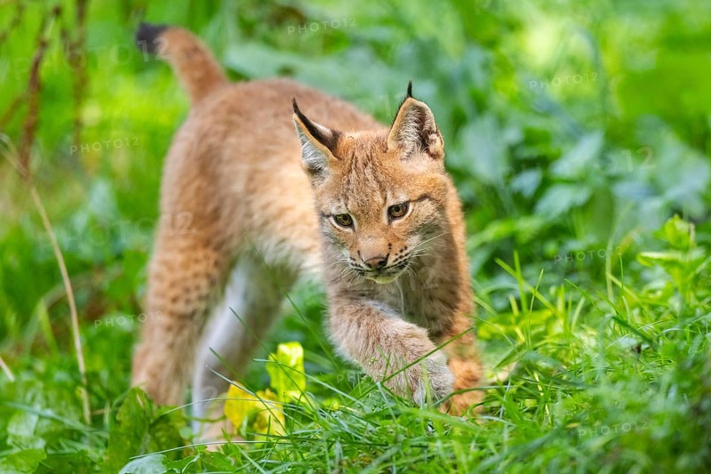 Eurasian lynx (Lynx lynx) youngster on a meadow, Bavaria, Germany, Europe