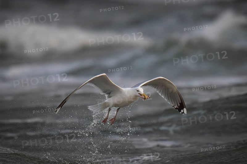 Herring gull (Larus argentatus) in the surf with a captured starfish in its beak, Hvide Sande, North Sea, Denmark, Europe