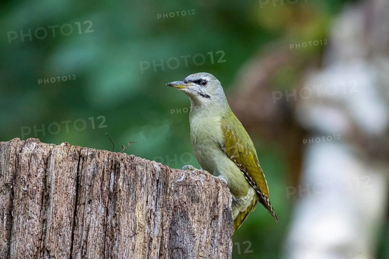 Grey-headed Woodpecker (Picus canus) wbl Germany