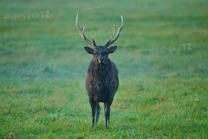Sika deer (Cervus nippon), with antlers on a green meadow, surrounded by natural twilight, Germany, Europe