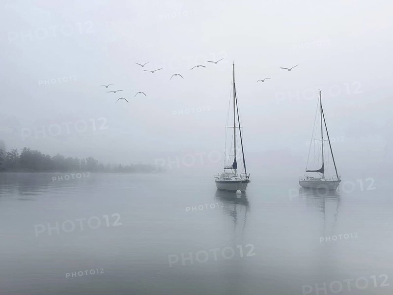 Sailboats on Lake Starnberg in foggy weather, a group of seagulls flies above, Bavaria, Germany, Europe