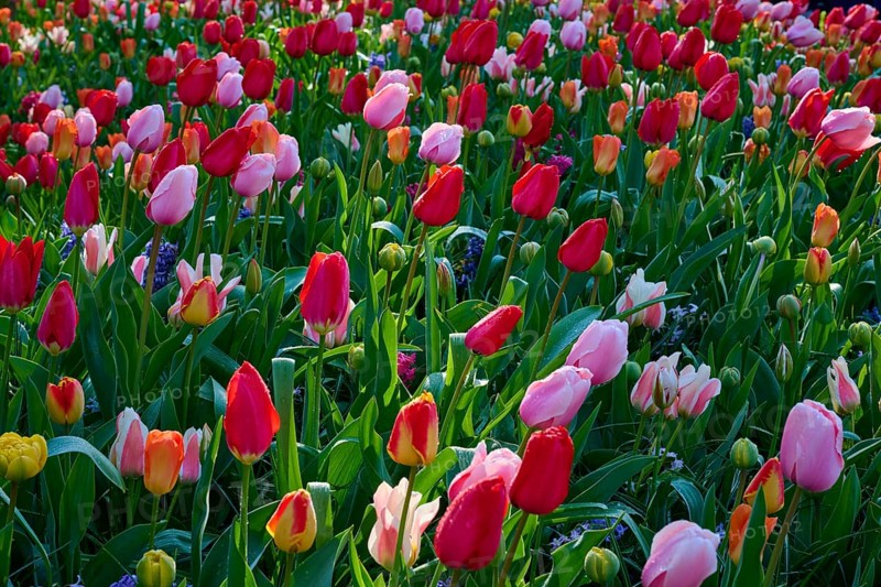 A field of pink, yellow and red tulips glowing in the sunlight. The colours are vibrant and cheerful, Keukenhof, Lisse, province of South Holland, Netherlands