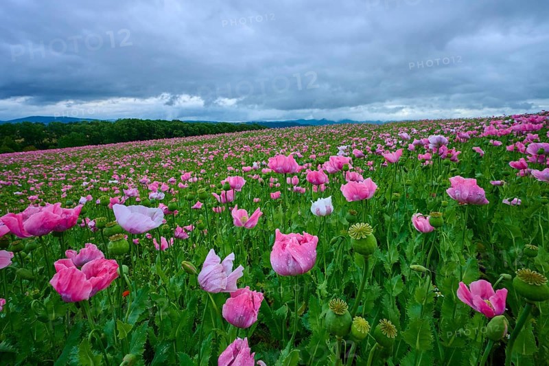 Opium poppy (Papaver somniferum), under a cloudy sky in a field, summer, Germerode, Geo nature park Park Frau-Holle-Land, Hoher Meissner, Hesse, Germany, Europe