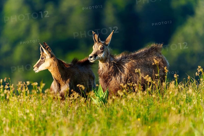Two chamois enjoying the morning atmosphere in a meadow in front of a forest background, chamois, chamois, (Rupicapra rupicaprae), wildlife, Vosges, France, Europe