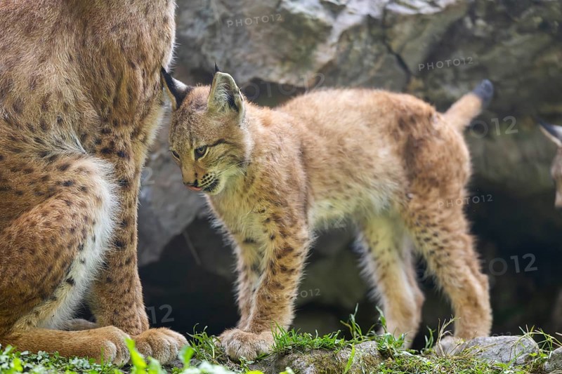 Eurasian lynx (Lynx lynx) youngster, Bavaria, Germany, Europe