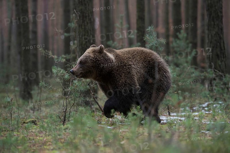 In a sprint... European brown bear (Ursus genus arctos), young bear running at high speed through the undergrowth of a pine forest, presumably chasing the mother (or leading the way, as is often the case)