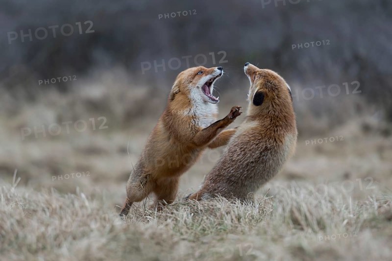 On their hind paws... Red fox (Vulpes vulpes), two foxes fighting, fierce fight, attacking each other, aggressive, threatening with open fangs, showing their teeth with ears laid back, territorial behaviour at rancor time, territorial dispute, native nature, North Holland, Netherlands, Western Europe