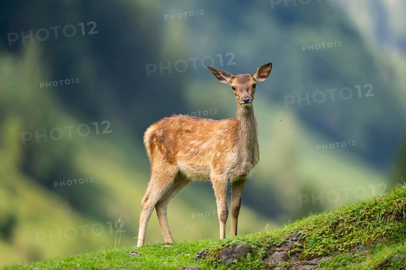 Red deer (Cervus elaphus) fawn on a meadow in tirol, Austria, Europe