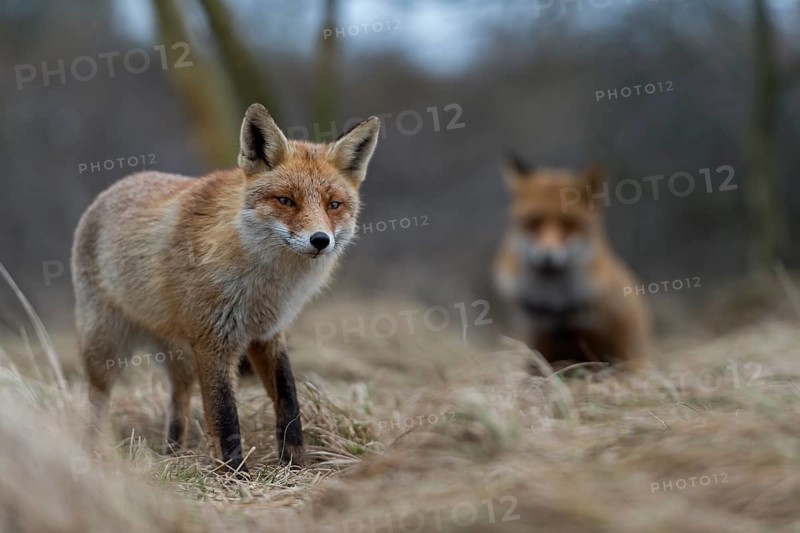 Red foxes (Vulpes vulpes), two foxes, adult animals seek necessary proximity during the breeding season, rare observation, foxes are otherwise usually solitary animals, one sits, the other stands in the dense undergrowth of a bush, native nature, North Holland, Netherlands, Western Europe