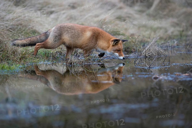 Red fox (Vulpes vulpes) hunting at a body of water, in typical pose, the raised foreleg brings tension into the picture, the fox is concentrating on the hunt, reflected in the water, wildlife, native nature, North Holland, Netherlands, Western Europe