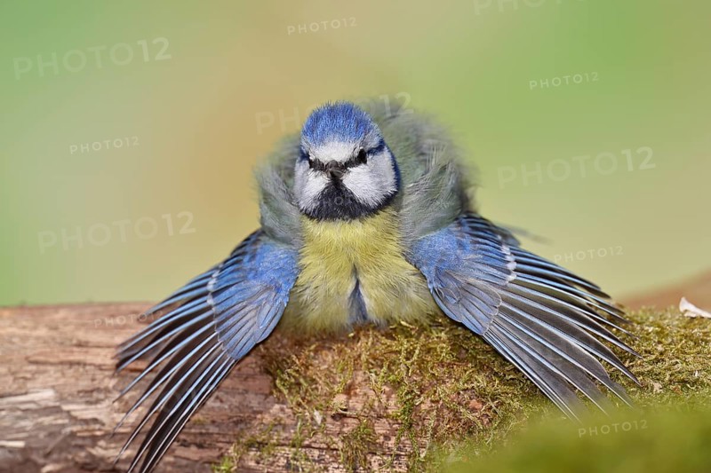 Blue tit (Parus caeruleus), sitting with spread wings on moss-covered dead wood, Wilnsdorf, North Rhine-Westphalia, Germany, Europe