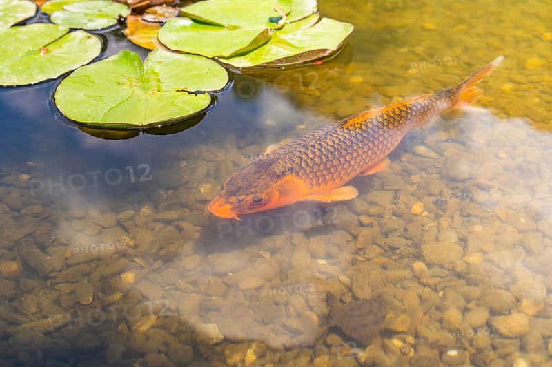 Carp swimming in a clear pond with water lily leaves on the surface, Botanical Garden, The Gardens of Trauttmansdorff Castle, Merano, South Tyrol, Italy, Europe