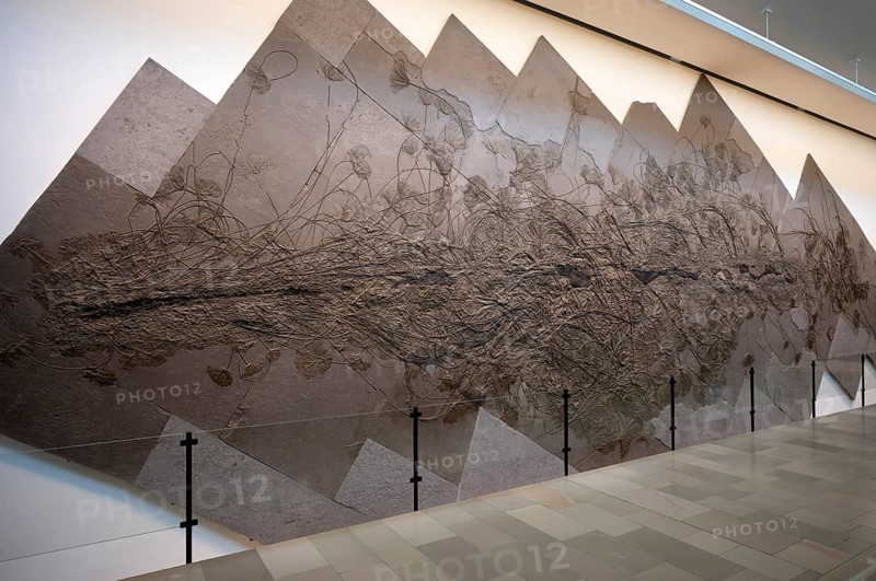 Interior photograph, Seirocrinus subangularis Miller, world's largest colony of crinoids, exhibition, excavation on slate, museum, Urwelt-Museum Hauff, Holzmaden, Baden-Württemberg, Germany, Europe