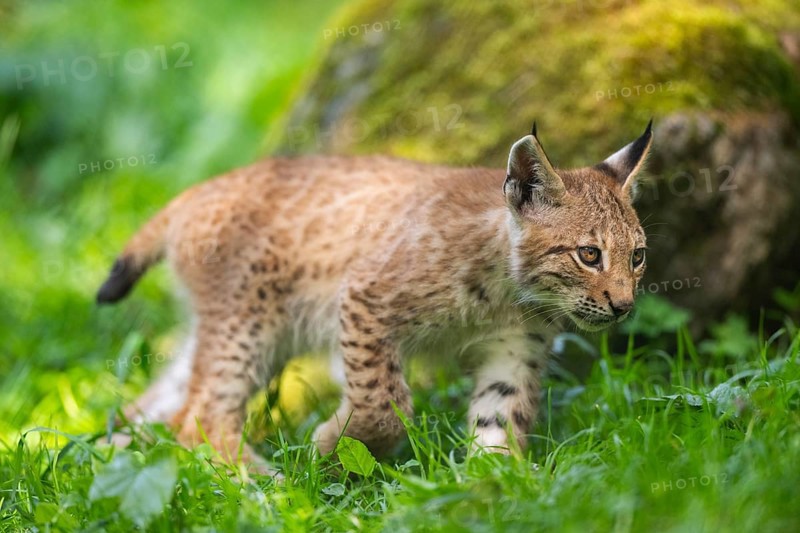 Eurasian lynx (Lynx lynx) youngster on a meadow, Bavaria, Germany, Europe