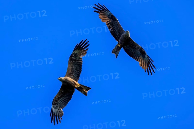 Two birds of prey flying together in the blue sky, harmonious and free, Red Kite, (Milvus milvus) wildlife, Germany, Europe