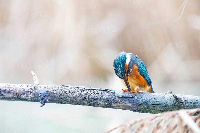 Kingfisher (Alcedo atthis) Germany
