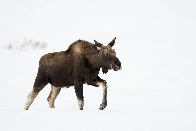Elk (Alces alces), young bull elk with freshly shed antlers, without antlers in winter, trudging, walking with long legs through the high snow, typical elk posture, funny picture, profile view, side view, nature in Yellowstone NP, Wyoming, North America, United States of America