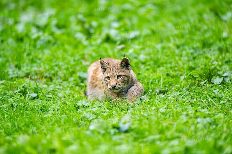 Eurasian lynx (Lynx lynx) youngster on a meadow, Bavaria, Germany, Europe