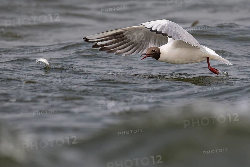 Black-headed gull (Chroicocephalus ridibundus) in summer plumage, flying above the sea surface, looking for small fish, near Hvide Sande, Ringkøbing Fjord, North Sea, Denmark, Europe