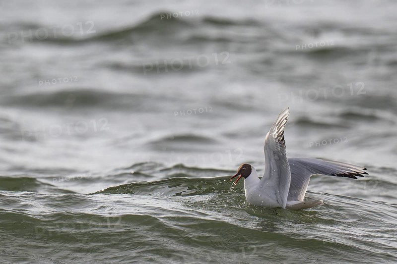 Black-headed gull (Chroicocephalus ridibundus) in summer plumage, swimming on the sea surface, looking for small fish, near Hvide Sande, Ringkøbing Fjord, North Sea, Denmark, Europe