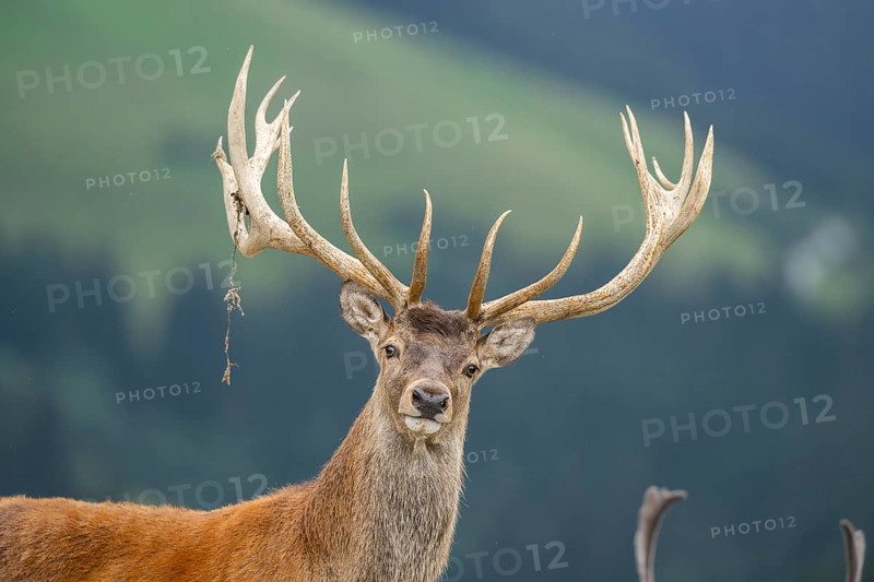 Red deer (Cervus elaphus) stag, portrait, tirol, Kitzbühel, Wildpark Aurach, Austria, Europe