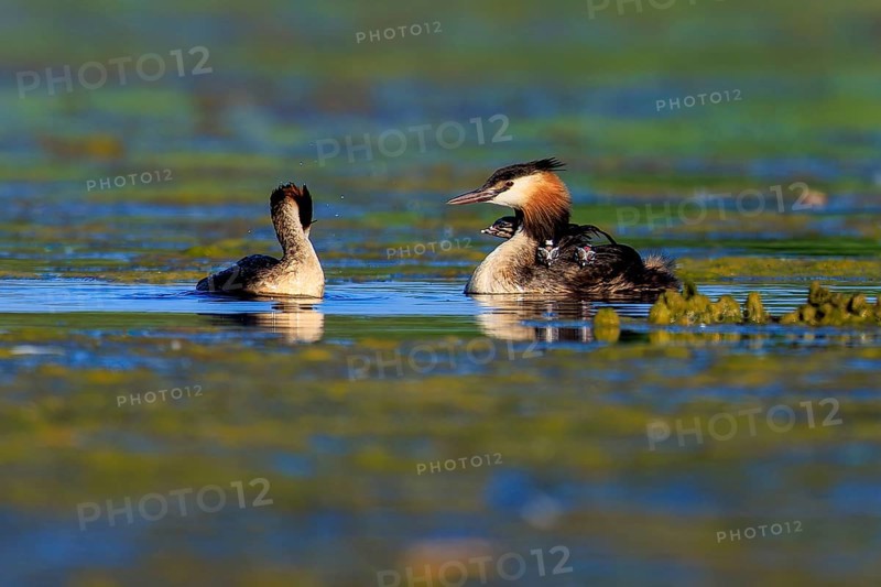 Two great crested grebes interacting in the water, surrounded by tranquil, natural landscape, Great crested grebe, (Podiceps scalloped ribbonfish), with chicks, wildlife, Germany, Europe