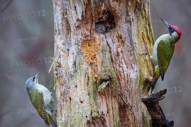 Grey-headed Woodpecker (Picus canus) wbl and Green Woodpecker (Picus viridis) ml Germany