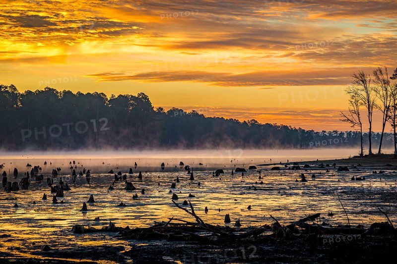 Stumps protrude from low water in Geiger Lake at sunrise in Paul B. Johnson State Park near Hattiesburg, Mississippi, USA, North America