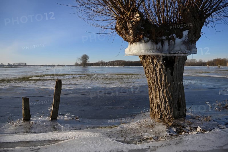Flood mark... Pollard willow (Salix sp.) during the winter flood Rhineland 2020, 2021 enclosed in ice, ice wreaths on the trees indicate the former maximum level of the Rhine flood, weather situation, Bislicher Insel near Xanten, nationally known nature reserve, Wesel district, Lower Rhine, Rhineland, North Rhine-Westphalia, Germany, Western Europe, Europe