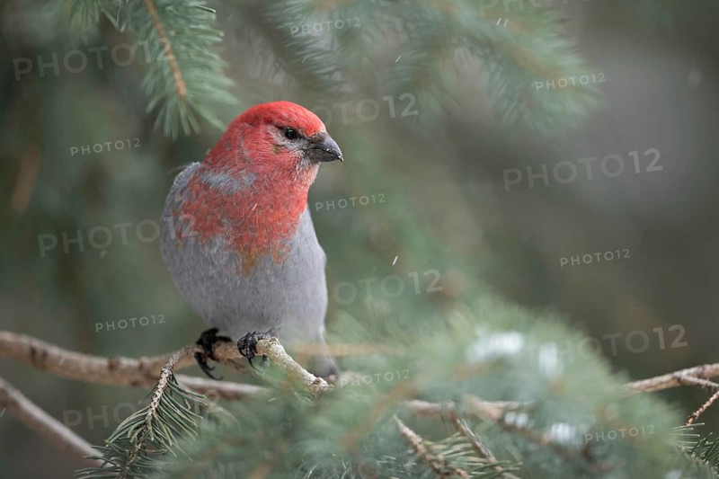 Red head, grey plumage... Hooked Finch (Pinicola enucleator), male in winter during light snowfall, largest European finch, one of the largest finches worldwide, inhabitant of the northern forest zone, typical forest bird, Yellowstone, Wyoming, North America, United States of America