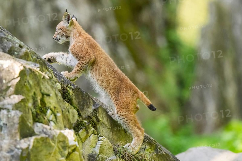 Eurasian lynx (Lynx lynx) youngster climbing on a rock, Bavaria, Germany, Europe