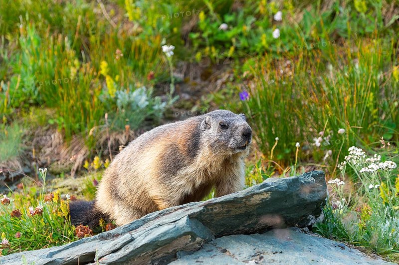 Alpine marmot (Marmota marmota) in autumn, Grossglockner, High Tauern National Park, Austria, Europe