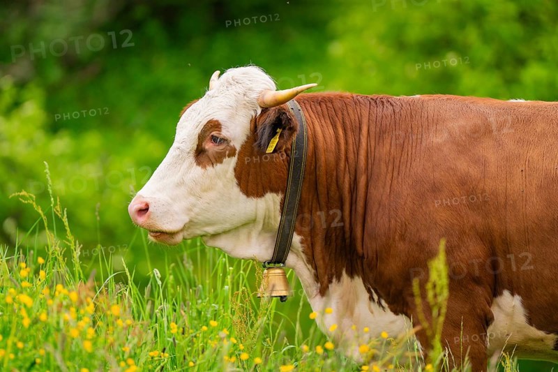 Brown and white cow on a green meadow with a bell on its neck, Alpe di Siusi, South Tyrol, Dolomites, Italy, Europe