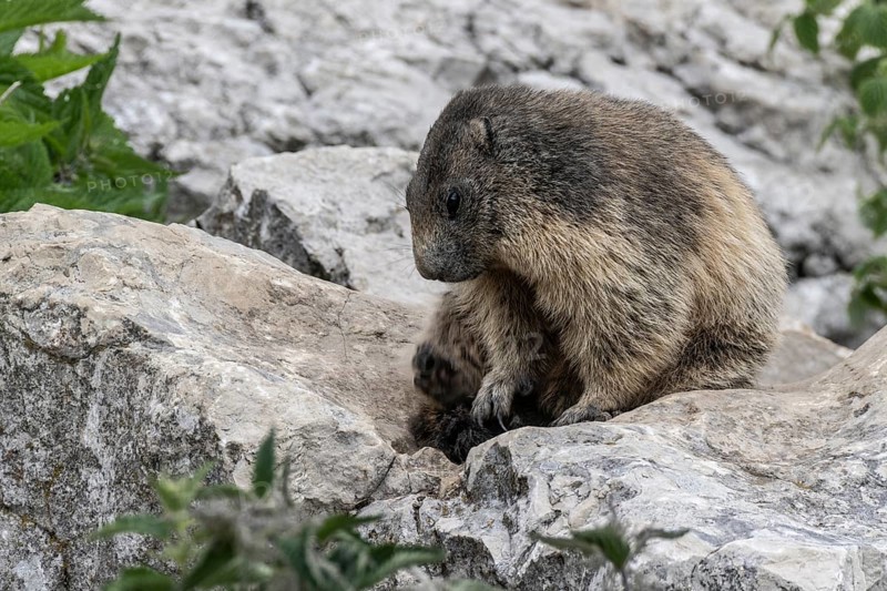 Marmot (Marmota marmota), Monte Baldo, Italy, Europe