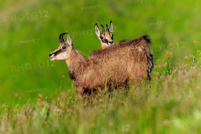Two chamois standing in the high grass on a gentle hill, chamois, chamois, (Rupicapra rupicaprae), wildlife, Vosges, France, Europe