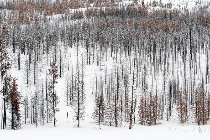 Deadwood ... Yellowstone National Park after fierce forest fires, forest fire, USA, view over a vast, largely dead forest, coniferous forest in winter with snow, snow, United States of America, nature in Yellowstone NP, Wyoming, North America