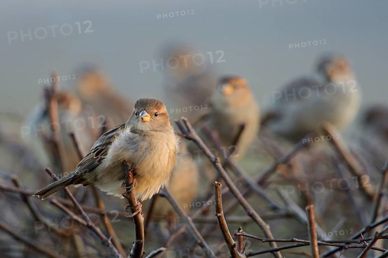 Gathered... House sparrows (Passer domesticus), sparrows, house sparrows in a flock, small flock of birds sitting on a hedge, once a very common native bird, today it often lacks breeding opportunities but also food, Lower Rhine, North Rhine-Westphalia, Germany, Western Europe, Europe