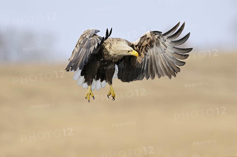 European white-tailed eagle (Haliaeetus albicilla) in flight over a wetland, is hunting, observing potential prey, largest native bird of prey, impressive adult eagle, colourful, strong adult bird, frontal action shot, beautiful, harmonious brown-beige colours, clear light, very detailed, native nature, Mecklenburg-Western Pomerania, Germany, Western Europe, Europe