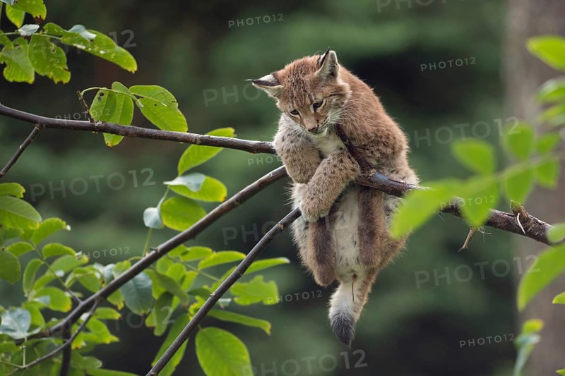 Just hanging out... Eurasian lynx (Lynx lynx), young lynx gymnastics in the branches, has trouble holding on, playful kitten, funny picture, Germany, Western Europe, Europe