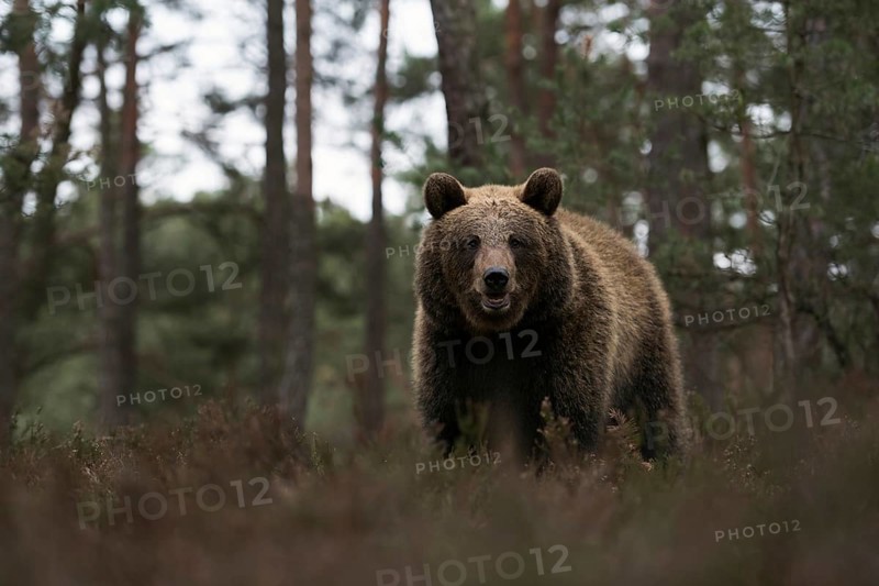 European brown bear (Ursus arctos) at the edge of a pine forest, walking through, standing in the undergrowth, rare, surprising but dangerous encounter in the forest, direct eye contact, frontal shot of our largest land predator, Eastern Europe