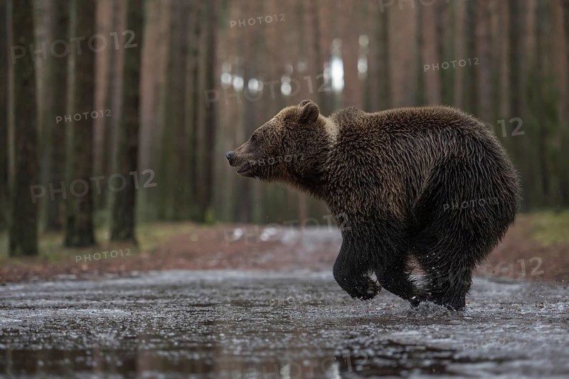 Travelling in a hurry... European brown bear (Ursus arctos), young bear crossing a forest road in a hurry, running through a puddle so that the water splashes up high, funny picture, native nature, Central Europe