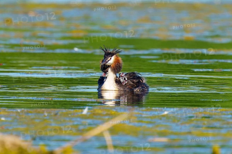 A bird in the water with a wide view, the surroundings radiate vastness and tranquillity, Great Crested Grebe, (Podiceps Scalloped ribbonfish), with chicks, wildlife, Germany, Europe