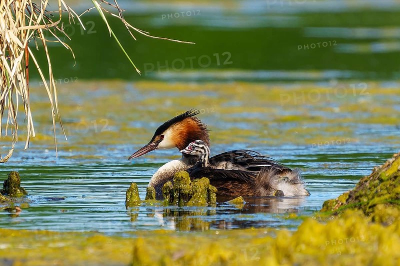 A bird swims calmly in the water, surrounded by reeds, with a relaxed and peaceful atmosphere, Great Crested Grebe, (Podiceps Scalloped ribbonfish), with chicks, wildlife, Germany, Europe