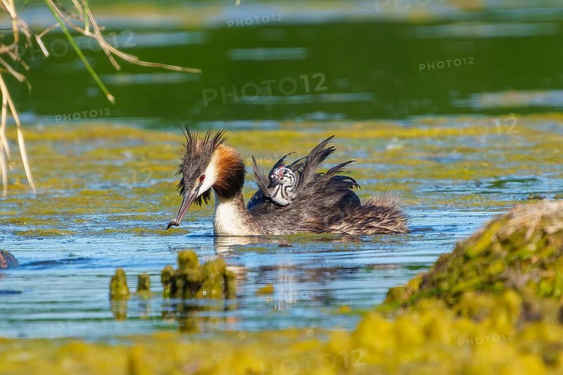 Great Crested Grebe with chick on its back has a fish in its beak, Great Crested Grebe, (Podiceps Scalloped ribbonfish), with chick, wildlife, Germany, Europe
