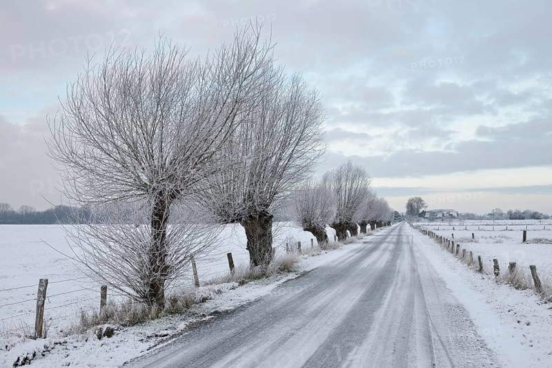 Pollarded trees, pollarded willows (Salix sp.) line a snowy country road on Bislicher Insel on a frosty winter morning, typical, characteristic landscape, rural environment, rare weather conditions on the warm Lower Rhine, Bislicher Insel near Xanten, nationally known nature reserve, Wesel district, Rhineland, North Rhine-Westphalia, Germany, Western Europe, Europe